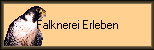 Falknerei Erleben